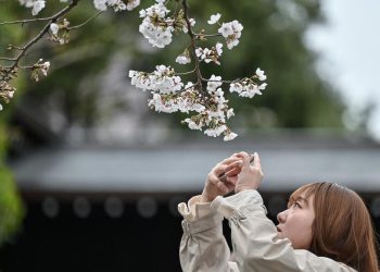 Festival Bunga Sakura di Kaki Gunung Fuji Dibatalkan Karena Overtourism dan Opsi Alternatifnya