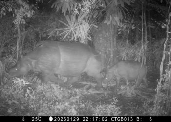 Anak Badak Jawa Terekam Kamera Jebak di TN Ujung Kulon untuk Mengatasi Kematian Badak Musofa