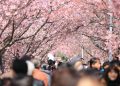 Festival Sakura di Fuji Dibatalkan Akibat Ulah Turis