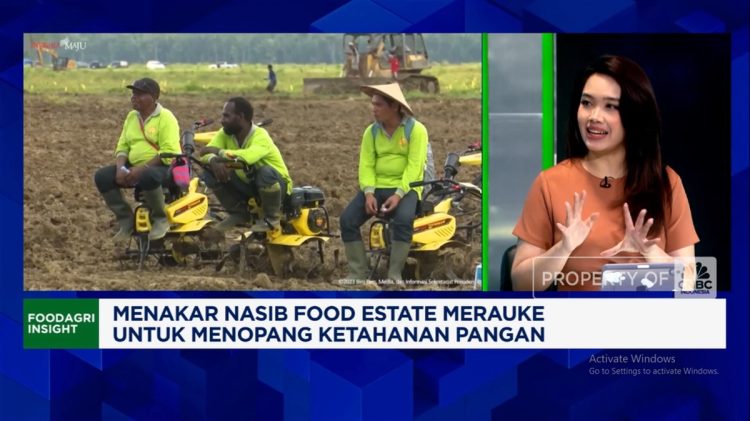 Dampak Food Estate Merauke terhadap Warga dan Ekonomi Lokal