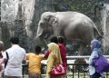 Taman Margasatwa Ragunan Dukung Larangan Gajah Tunggang