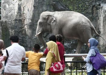 Taman Margasatwa Ragunan Dukung Larangan Gajah Tunggang